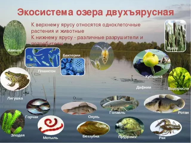 Что такое экосистема пастбищ?