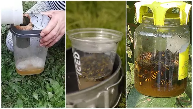 Какая самая эффективная приманка для ловушек для осы?