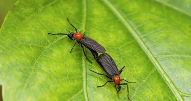 Что отталкивает Lovebugs и Flying Insects?