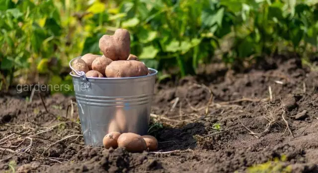 Что делать с сушеной почвой?
