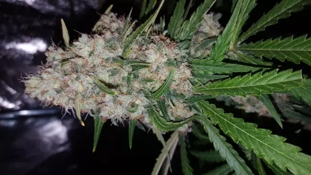 Что бы убить Skunk в моем дворе?