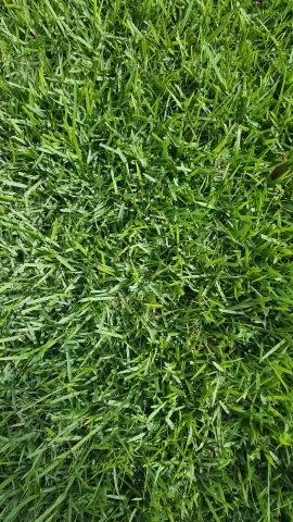 Когда наносить лайм на Zoysia Grass