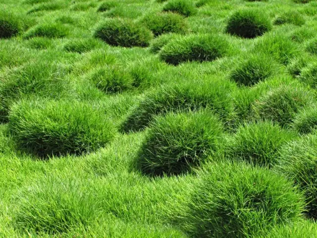 Когда сжигать Zoysia Grass?