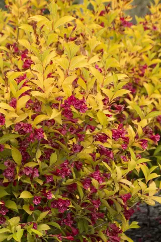 Когда пересаживать Weigela