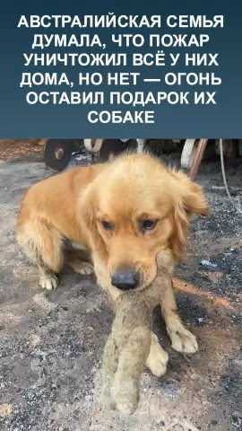 Австралийская семья намеревается построить большой дом с небольшим размером