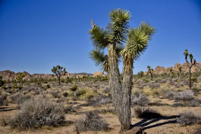 Коттедж Joshua Tree воздает современную дань прошлому полувеку