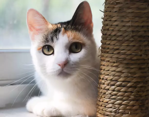 Использование ткани Calico