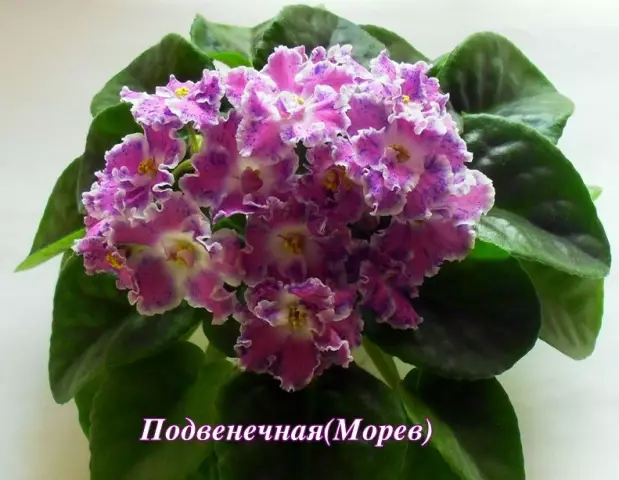 Может ли краска быть смешанной с пятном для цвета?