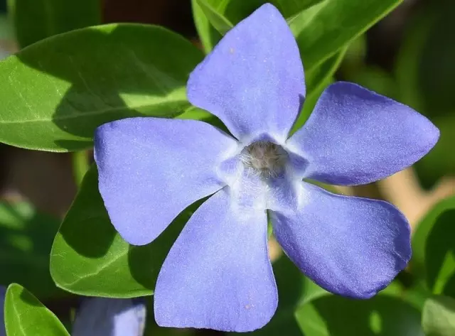 Цвета, которые дополняют Periwinkle Blue