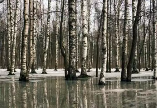 Как очистить отделку от дерева