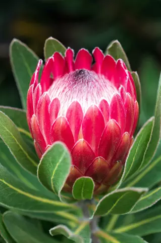 Как высушить Protea