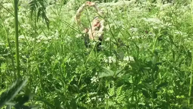 Как высушить кружево королевы Анны