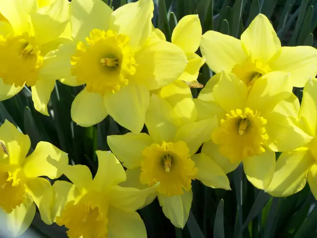Как получить Cut Daffodills для Bloom