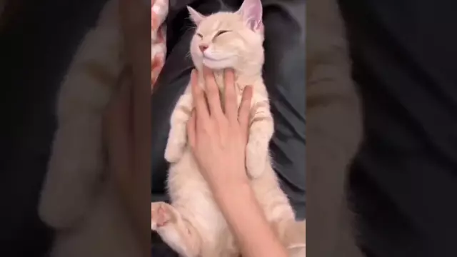 Как гладить Терра-Котту