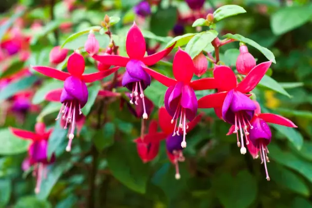 Как сделать Fuchsia на цветном колесе