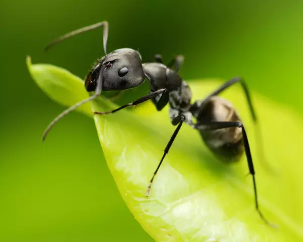 Как нарисовать кухонные шкафы Formica