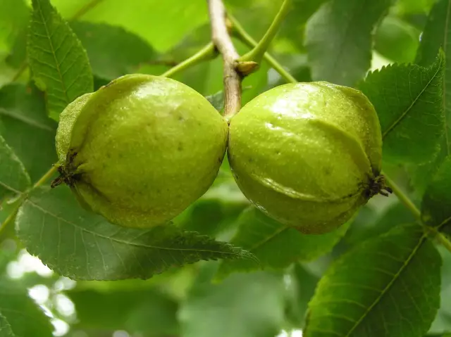 Как окрасить Hickory