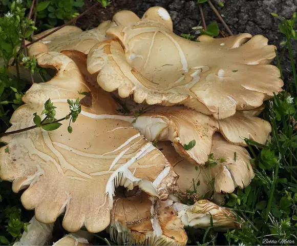 Дерево Fungus Art
