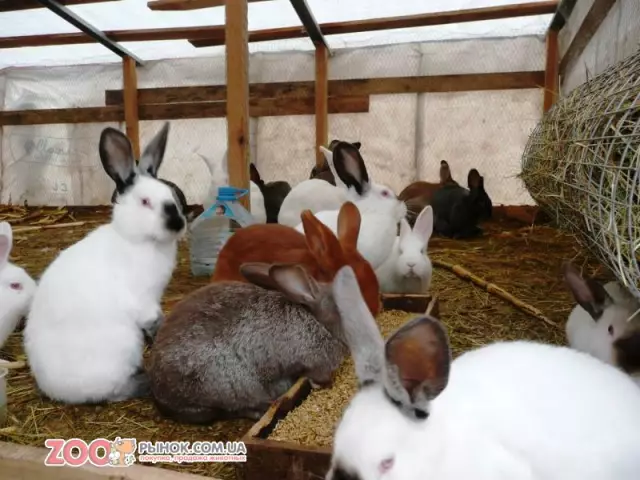 Какие цвета лучше всего подходят для мебели из красного дерева?