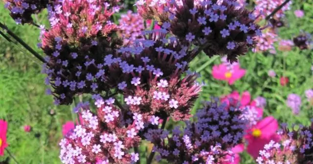 Как выглядит Ironweed?
